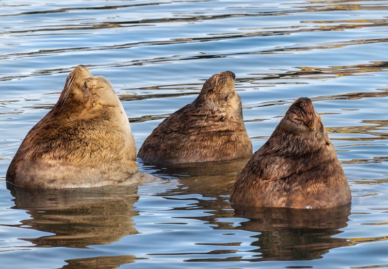 Сивуч морской лев природа животные море Камчатка Ловим дзенphoto preview