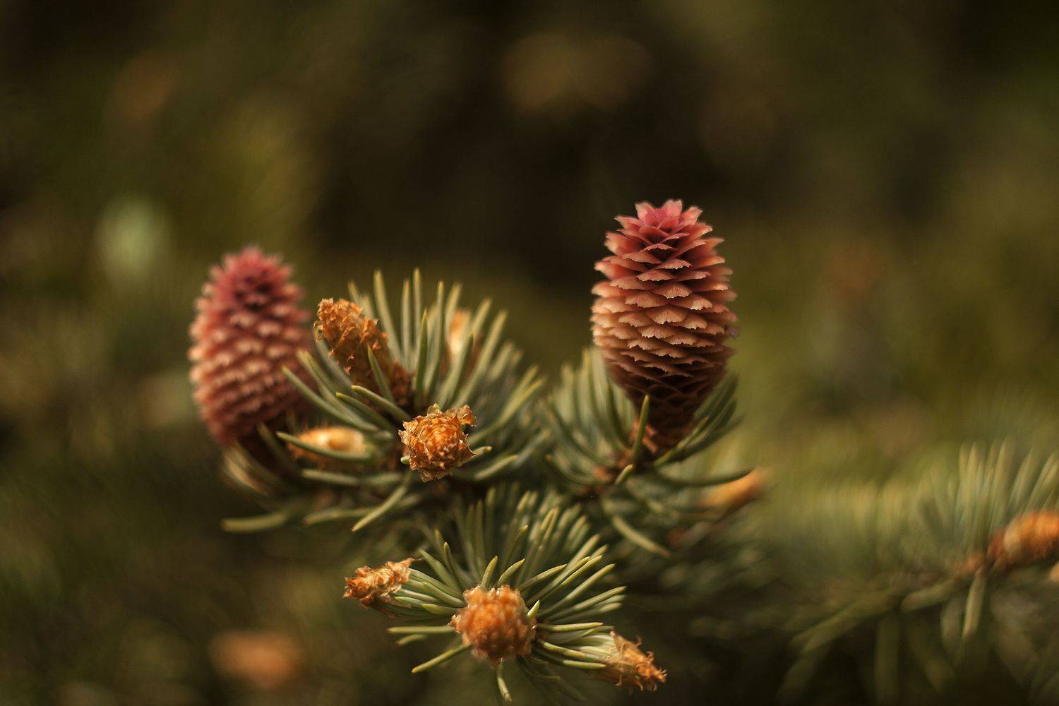 природа, ботаника, растения, шишки, Алексейчик Ольга