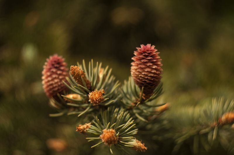природа, ботаника, растения, шишки молодые шишки фото превью