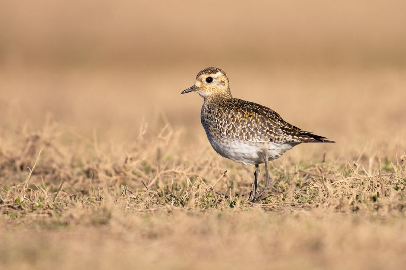 Pluvialis fulvaphoto preview