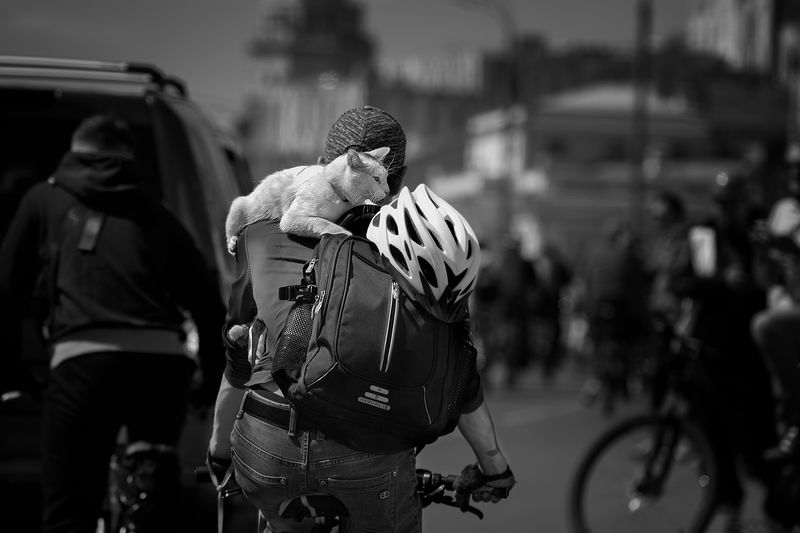 чб фото, уличная фотография, животные в городе, дружба, веломарафон, весна Весенний веломарафон. С любимыми не расставайтесьphoto preview