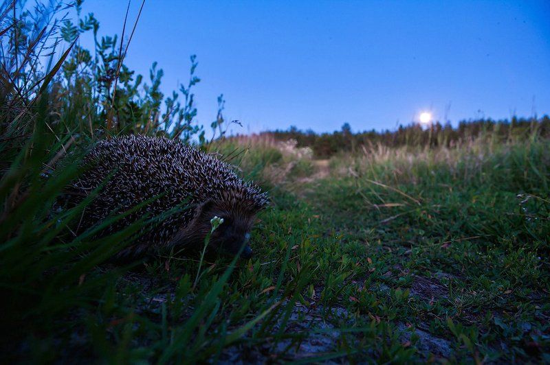 Ёжик не в туманеphoto preview