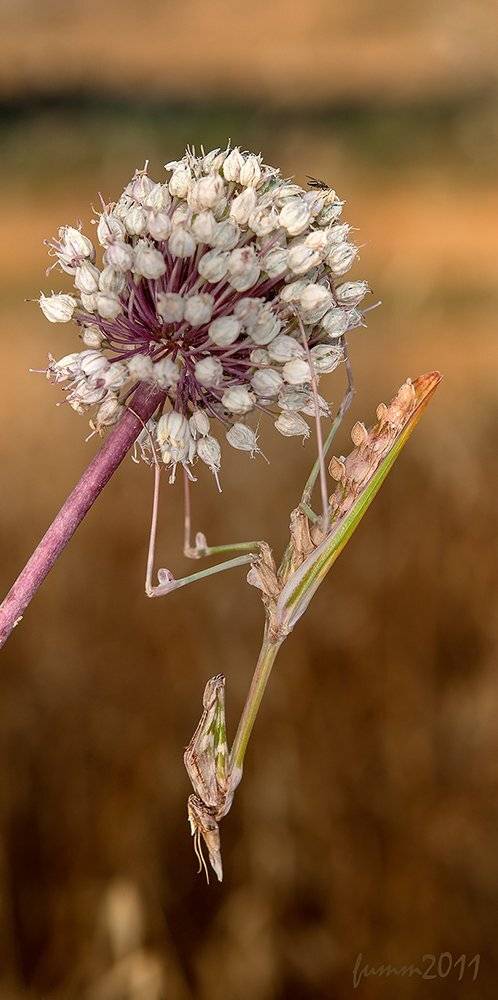 ЛУК ЦВЕТЕТ.ЭМПУЗА.. Автор: Игорь ФУММ , Игорь ФУММ