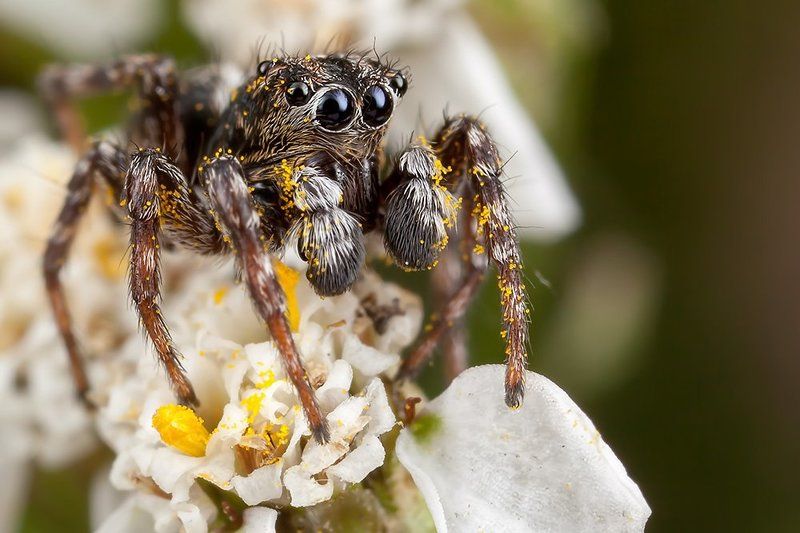 Пыльцаphoto preview