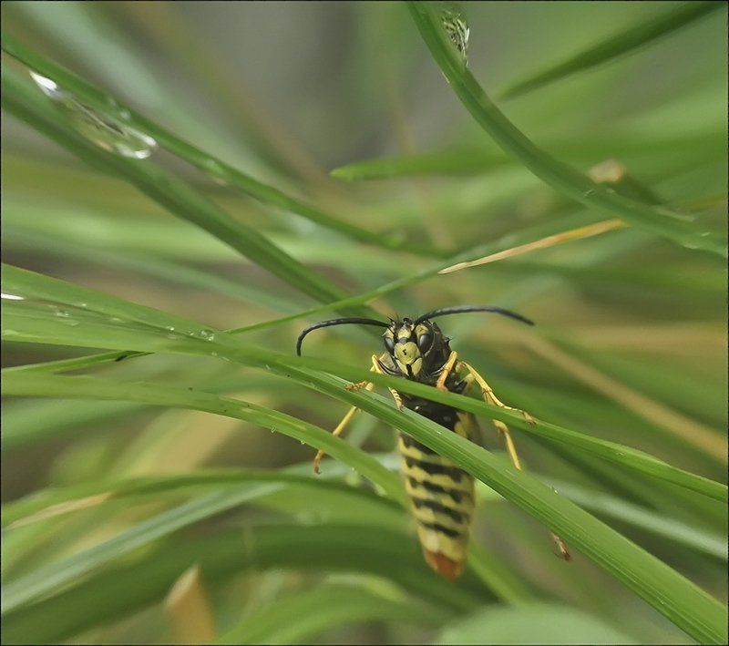 Пробная масть...photo preview