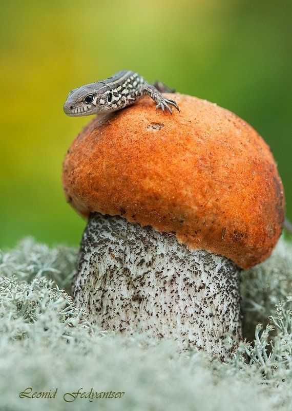 Портрет любопытствующей ящерицыphoto preview