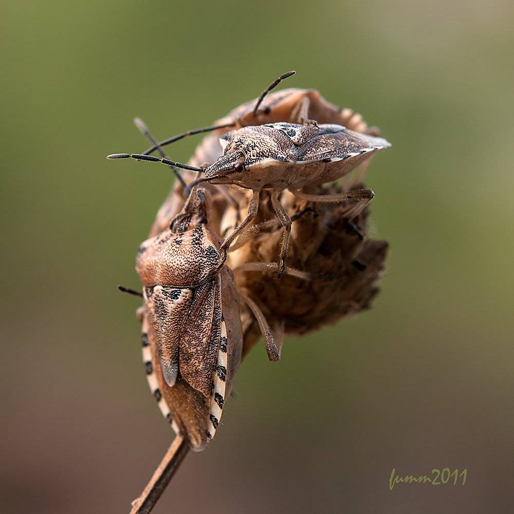 , Игорь ФУММ