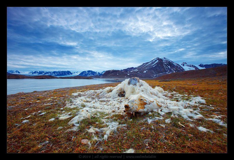 шпицберген, норвегия Правда жизниphoto preview