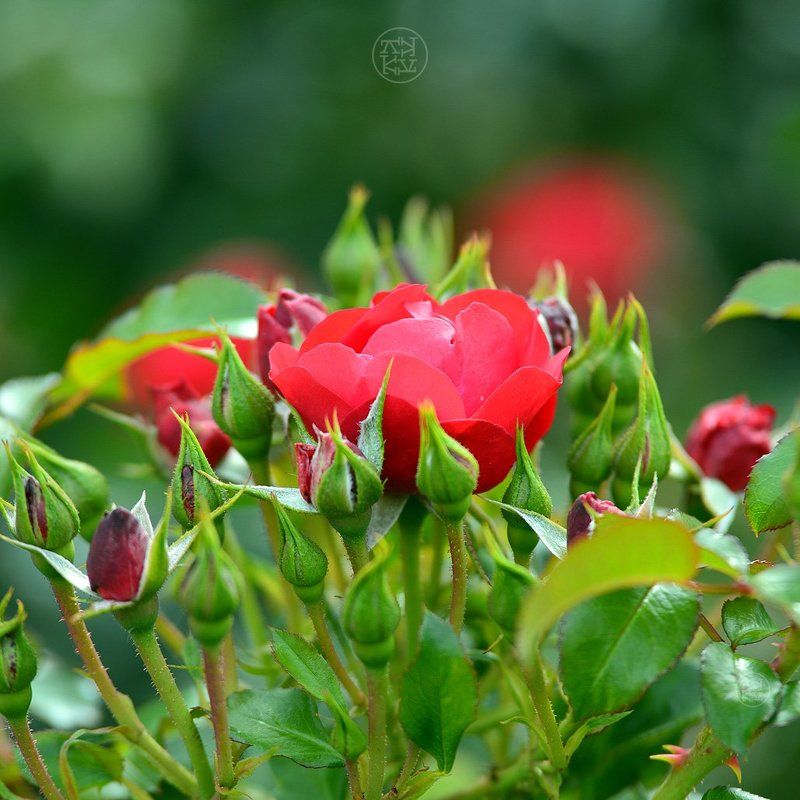 красота и пахнет так жеphoto preview