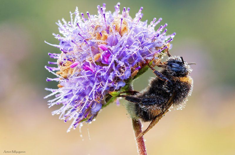 Morning dewphoto preview