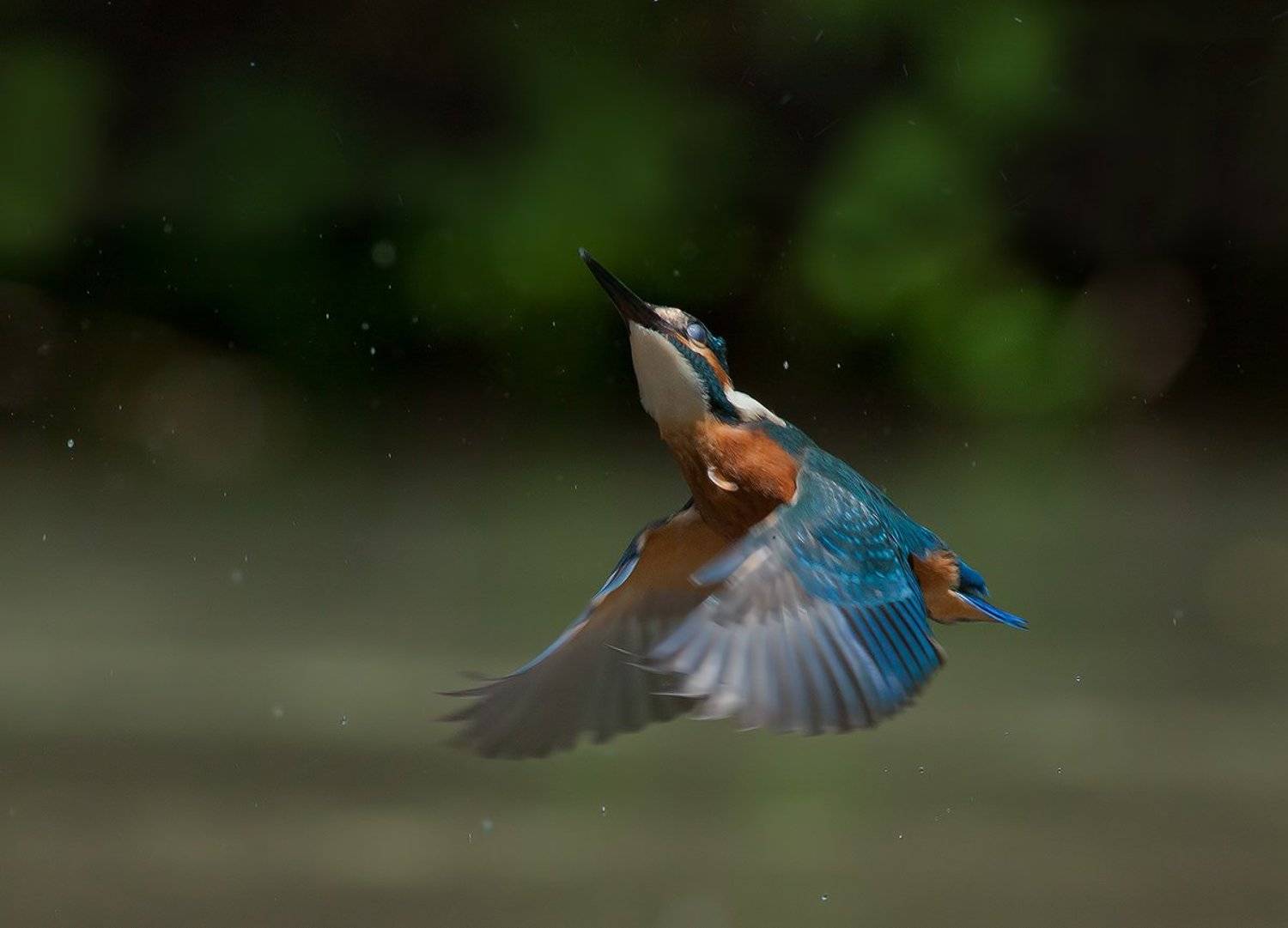 , Стефан Дянков