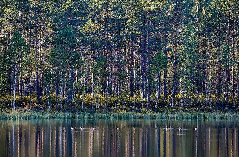 Карельский штрих-кодphoto preview