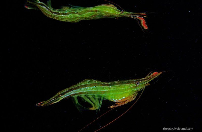 Бухта Рудная. Травяной чилим.photo preview