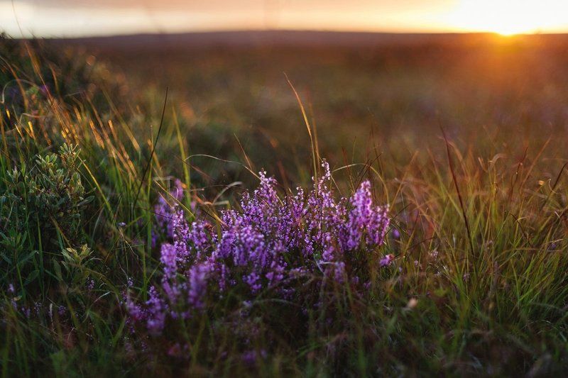 Вереск, Вечер, Закат, Ирландия, Природа photo preview