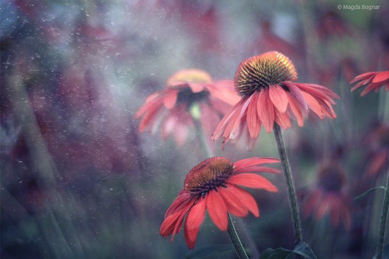 Echinacea Dreamphoto preview