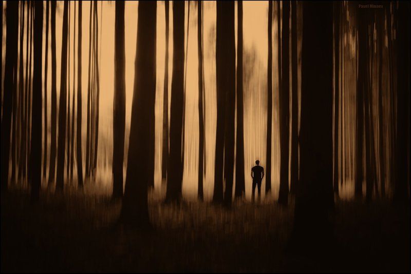 Автопортрет в сосновом лесу - 2photo preview