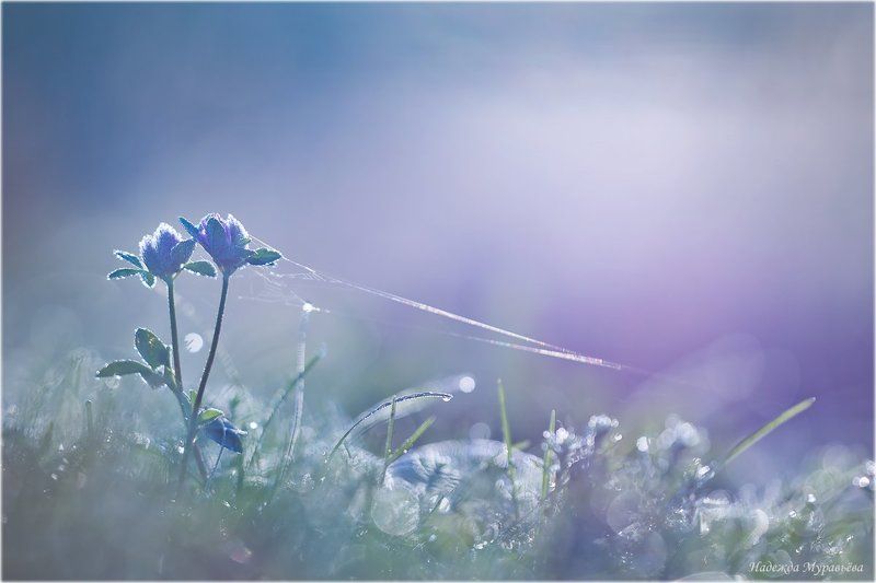 Клевер, Паутинка, Утро Тонкая ниточкаphoto preview