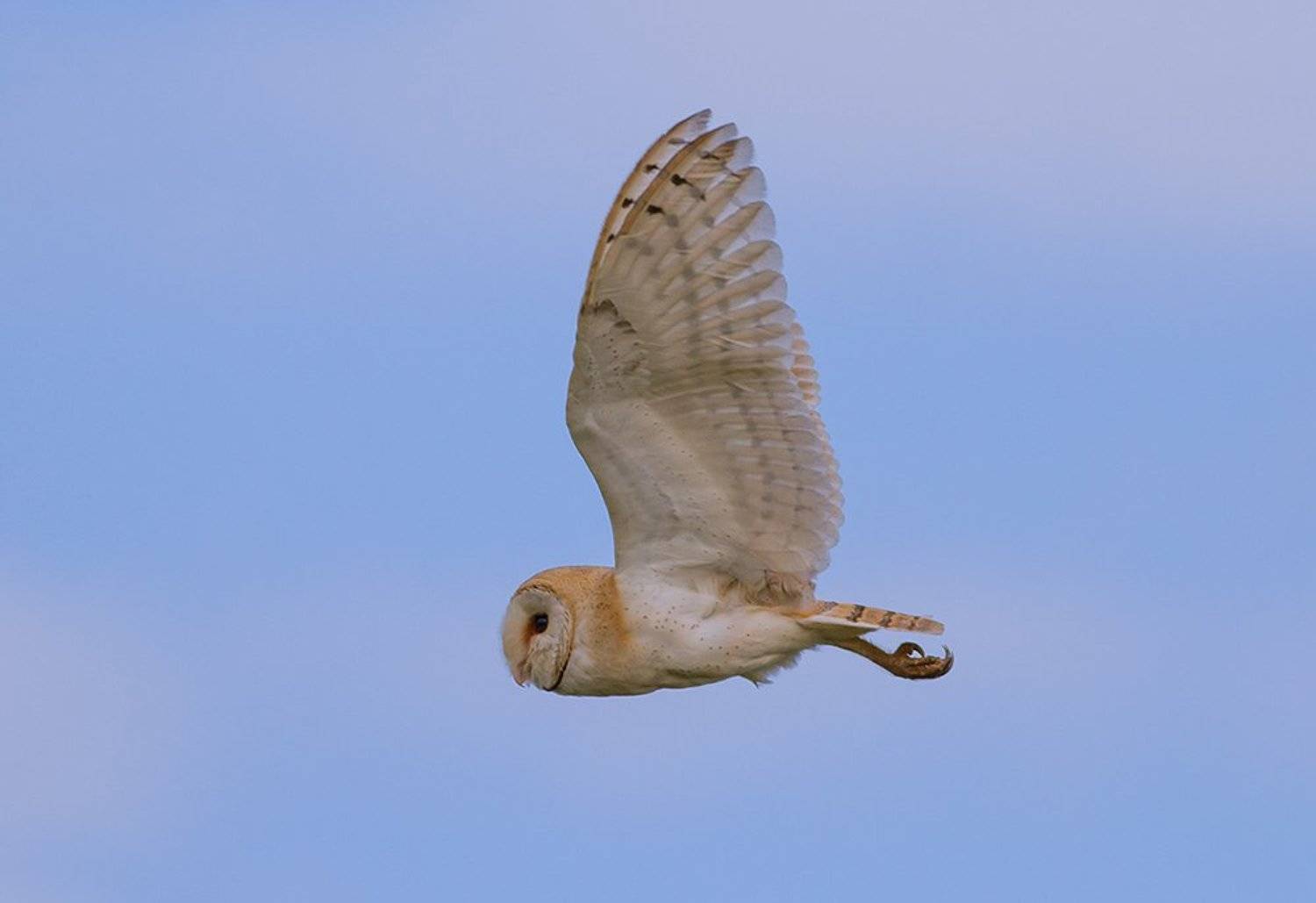 Сипуха обыкновенная. Автор: Yuri Gomelsky , Yuri Gomelsky