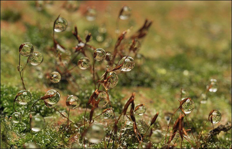 Тихие посиделки...photo preview