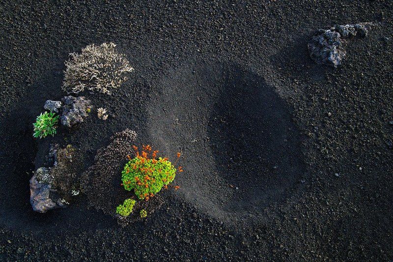 Толбачинская икэбанаphoto preview