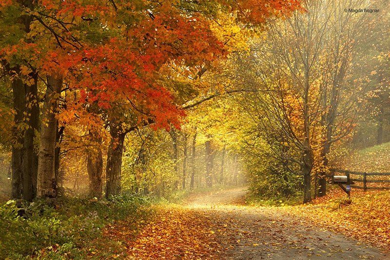 Dancing Leavesphoto preview