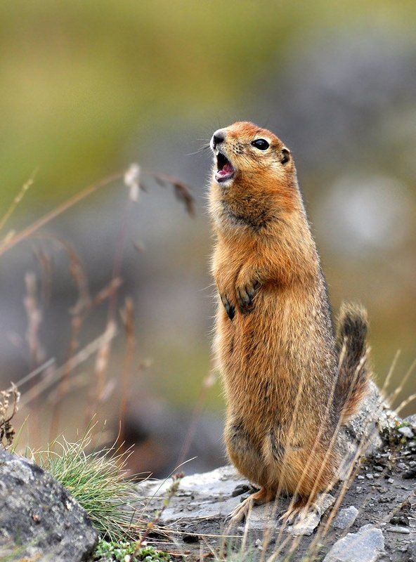 Кто может сравниться с Матильдой моееей?!!...photo preview