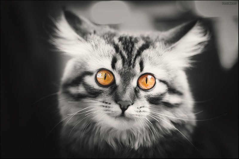 Янтарный взглядphoto preview