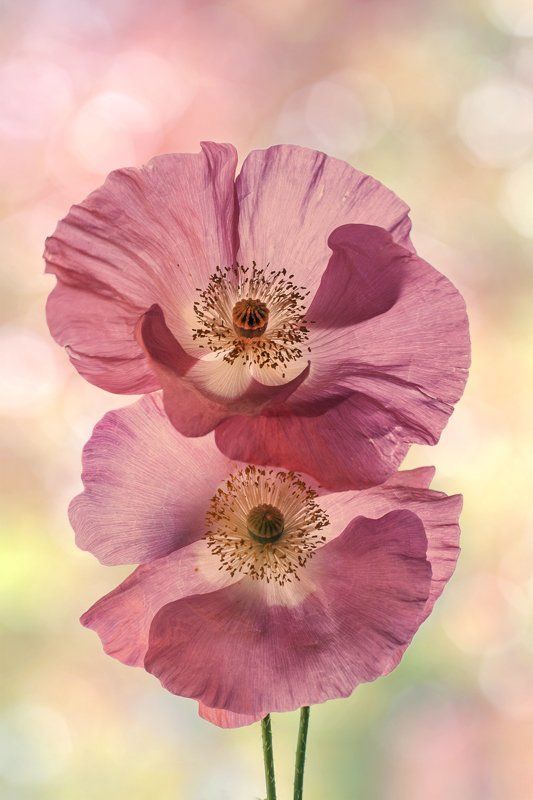 Декоративные маки, Лето, Природа, Флора, Цветы Pas de deux.... из минувшего  лета...photo preview