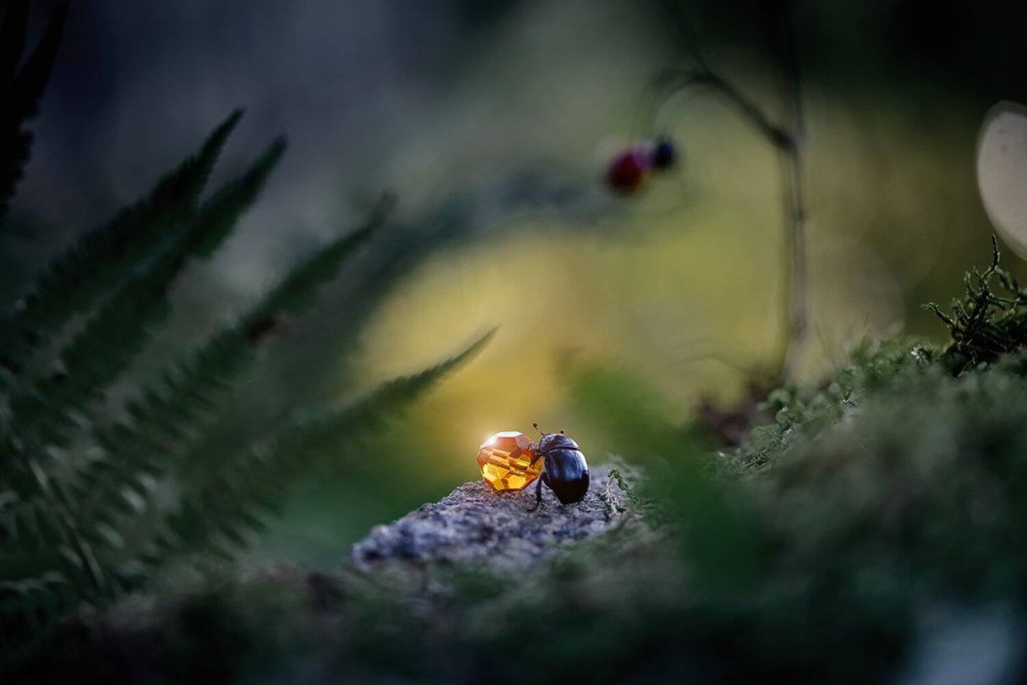 "С неба звездочка упала...". Автор: Александр Чорный Коростышев, Макро, Макро красота, Макро мир, Макро фото, Александр Чорный