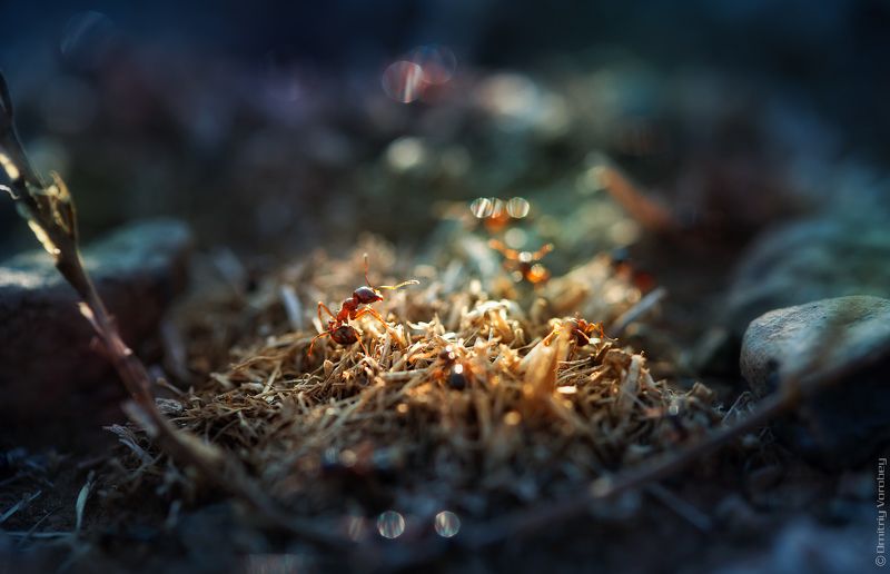 Мелкий жительphoto preview