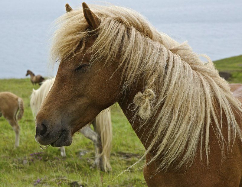 коняшкиphoto preview