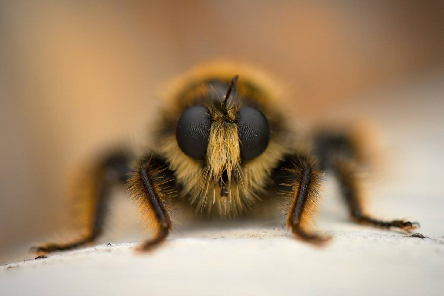 , Илья Гомыранов