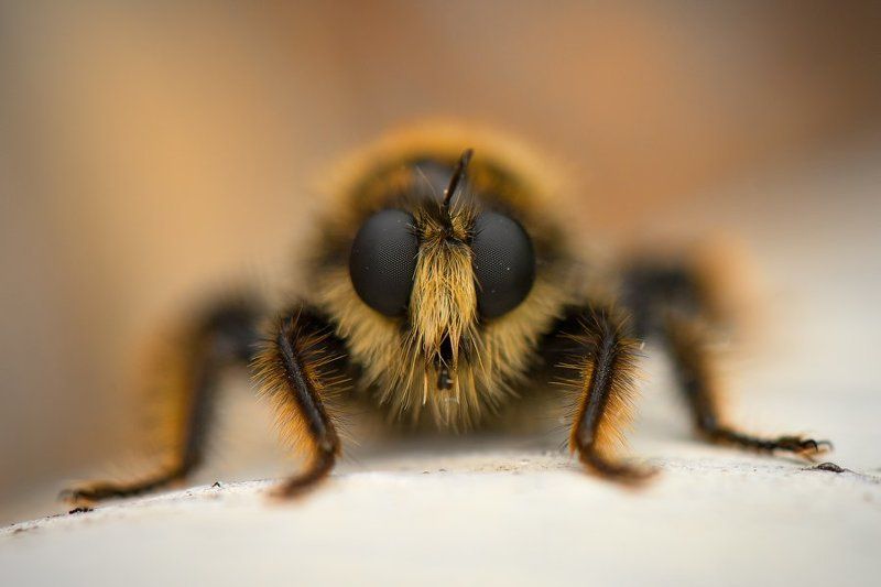 Смотри мне в глазаphoto preview