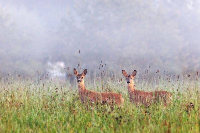 Четыре чутких уха и четыре зорких глаза.photo preview