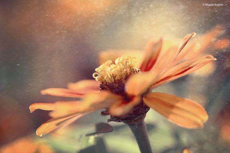 Sunset Flowerphoto preview