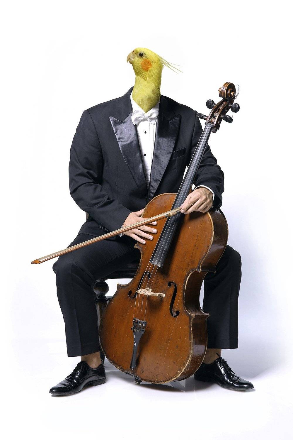 Musician.... Автор: Rossen Toshev , Rossen Toshev