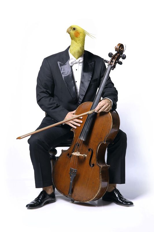 Musician...photo preview