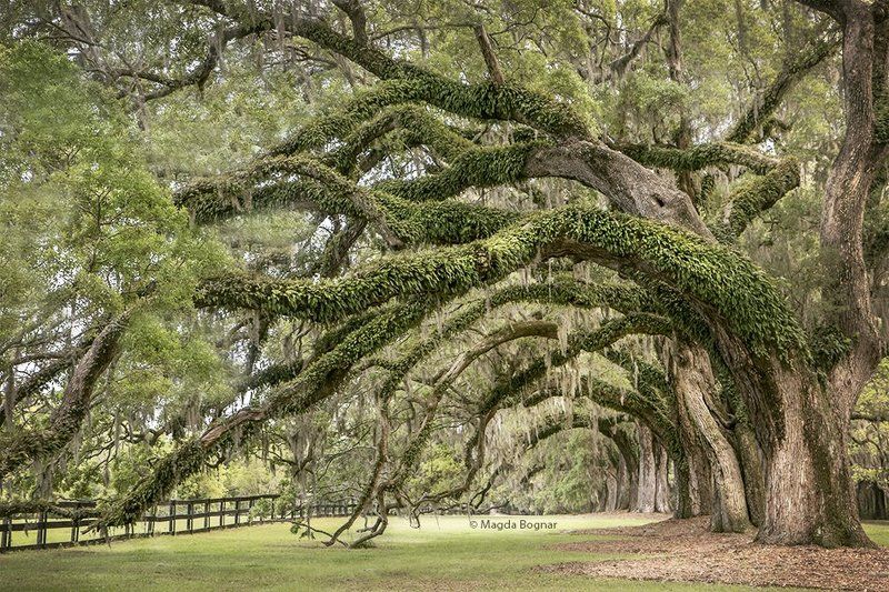 Avenue of Oaks, South Carolinaphoto preview