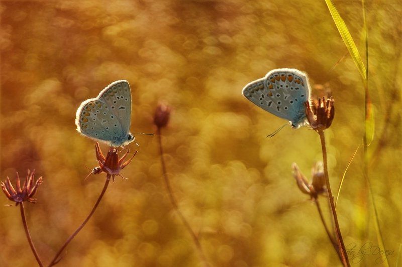 дружбаphoto preview