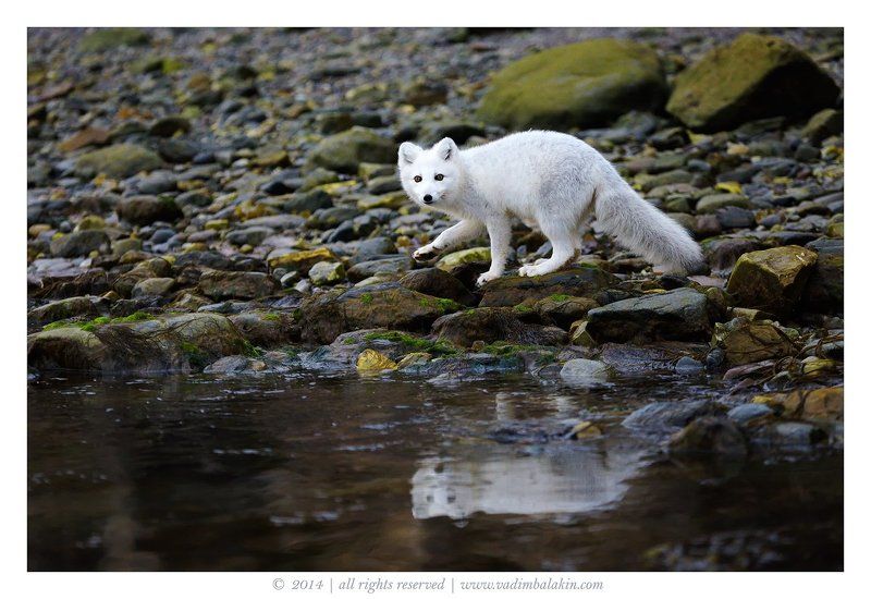 Песец подкрался незаметно...photo preview