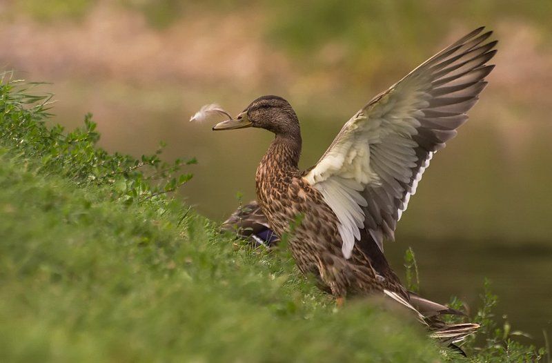 ПрА пЕрышко...photo preview