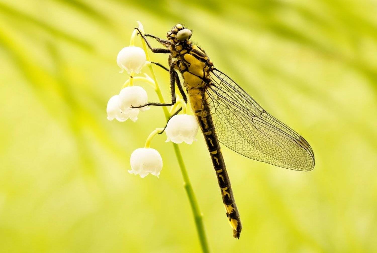 Splendor in the Grass .... Автор: Zbyszek Walkiewicz , Zbyszek Walkiewicz