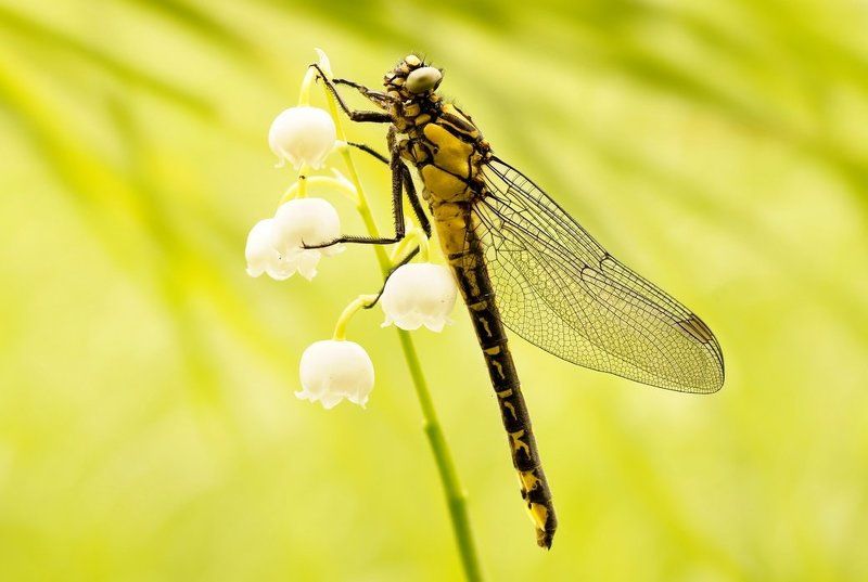 Splendor in the Grass ... фото превью