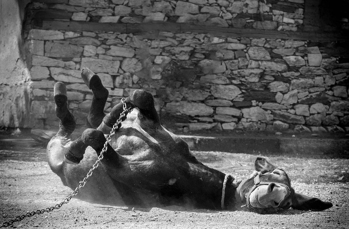 Улыбка. Автор: Васил Анастасовски Улыбка, Васил Анастасовски