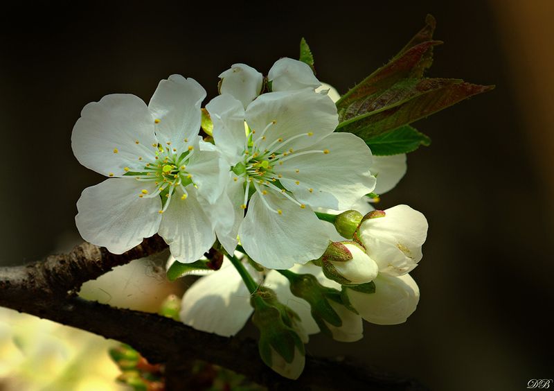 blossom, cherry, close-up, color, colors, color image, macro, nature, photography, spring, springtime, tree, white, Cherry Blossomsphoto preview