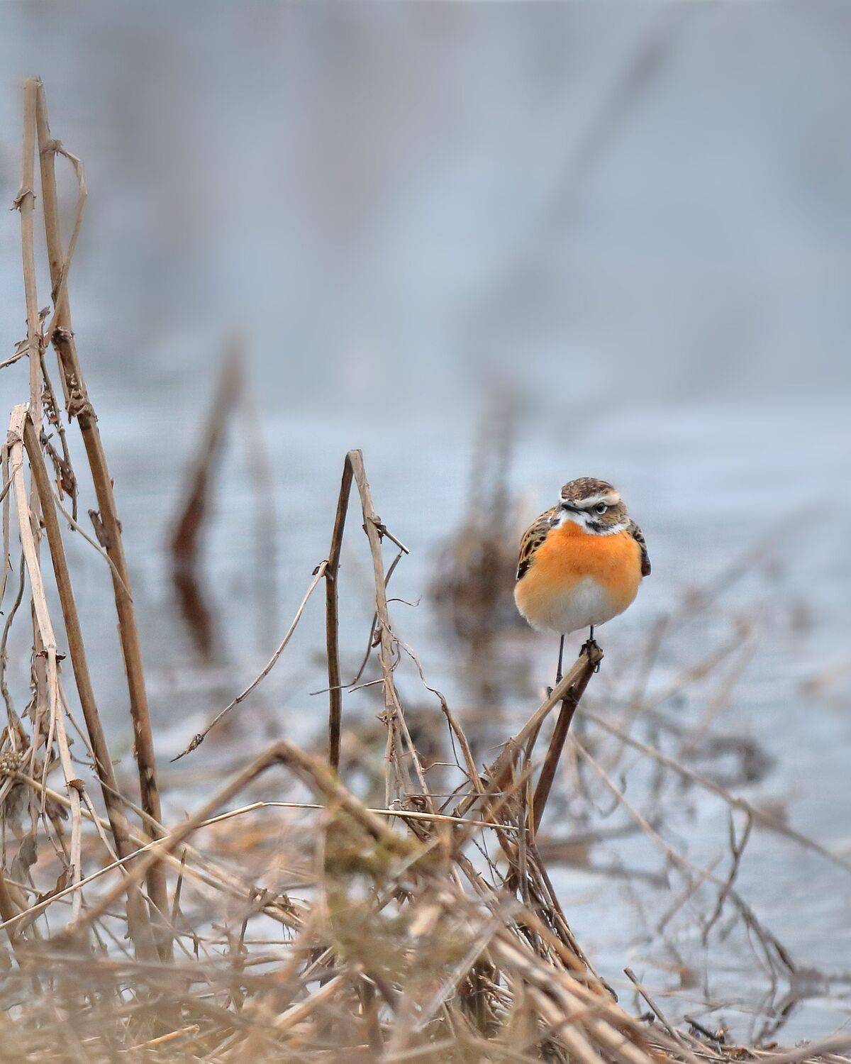 Чекан. Автор: Титов Александр природа, птицы, чекан, фотоохота, луговой, весна, север, Титов Александр