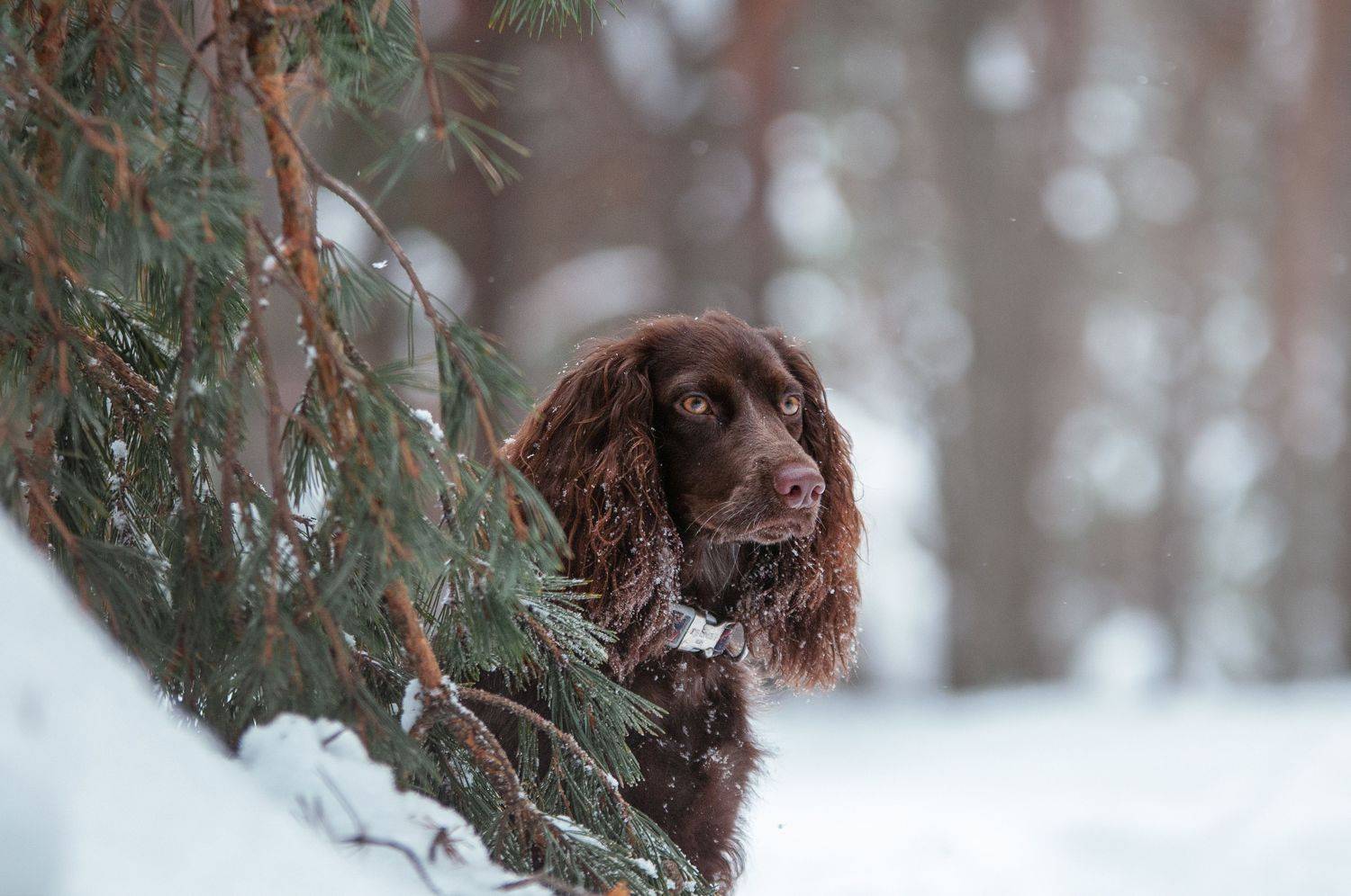 Айти. Автор: Динара Зуйкова , Динара Зуйкова