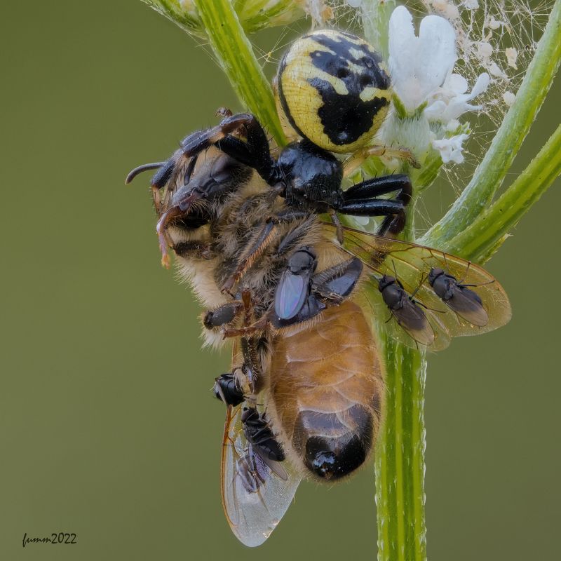 Чтобы понять, как называется это фото, надо взять в зубы кусок мяса и не разжимая зубов прорычать:\