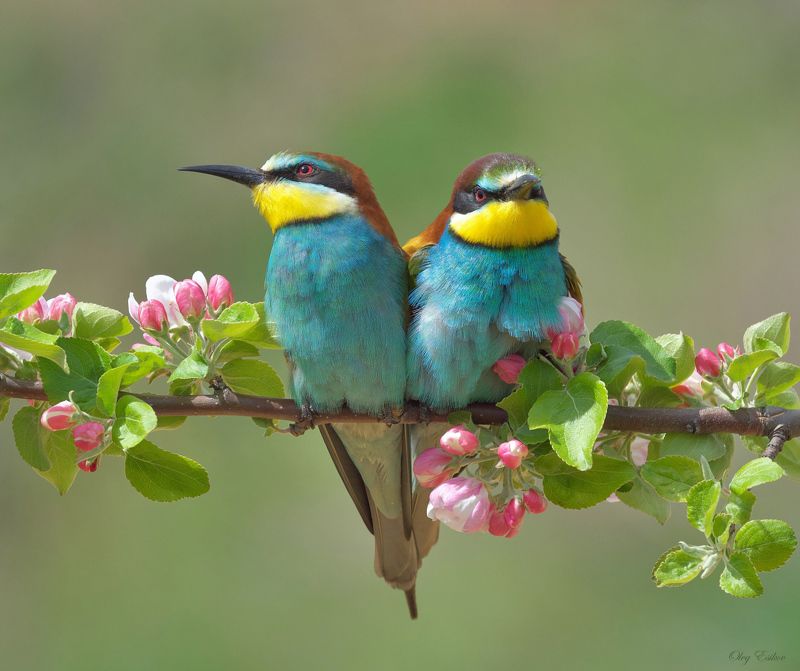 птицы золотистые щурки Свадебная фотографияphoto preview