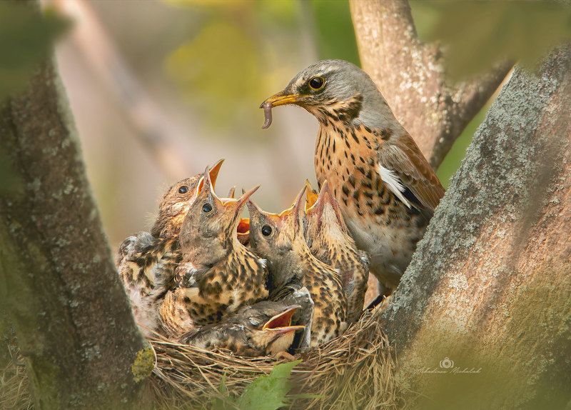 Kwiczoł (Turdus pilaris)photo preview